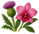 Saltire Care